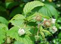  Red raspberry
